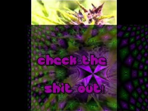 Where to find marijuana seeds-Purple Power