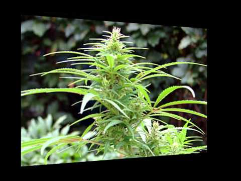 Where to find marijuana seeds-Ganja Dwarf Low-rider