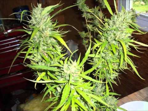 Where to find marijuana seeds-Caramelicious
