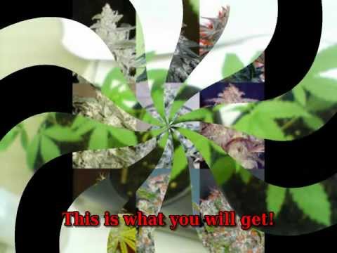 Where to Find Marijuana Seeds
