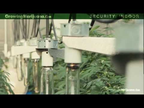 Security - Marijuana Growing Grow Rooms - Setup, Security & Safety - 18