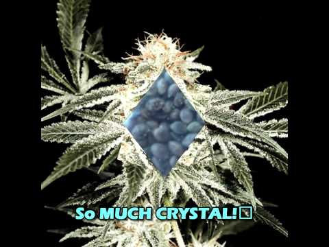 Where to Find Marijuana Seeds 8