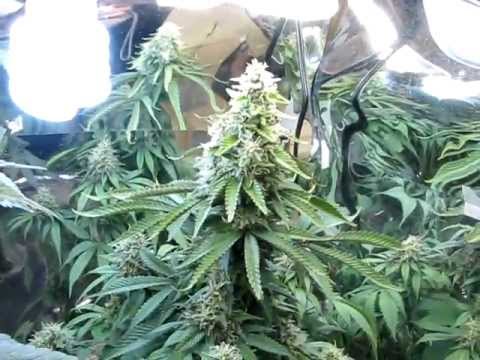 Growing Marijuana 7 Weeks Into Flower CFL Grow
