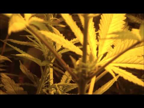 Mernagh Medical Marijuana Grow Room