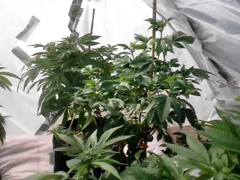 Outdoor medical marijuana hoop house update