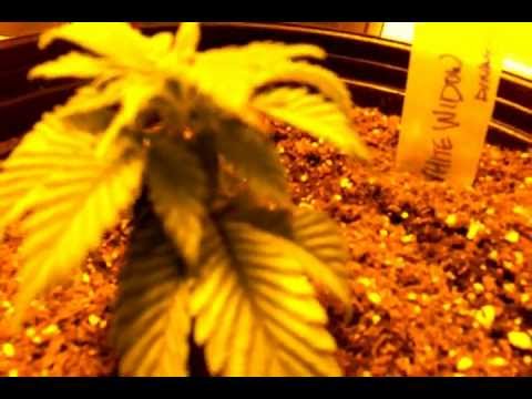 Medicinal marijuana, week 8 from seed. Grow room tour. 8 strains