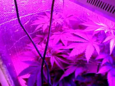 LED grow lights,Marijuana