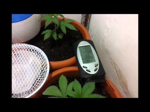 25 days - my cannabis grow room ( closet ) 400w MH Cooltube - 2x Short Rider 2x Aurora Indica