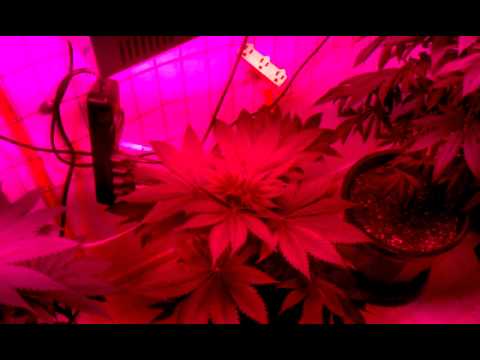 LED Grow lights,no high pressure Sodium,Cannabis,marijuana,pot,63
