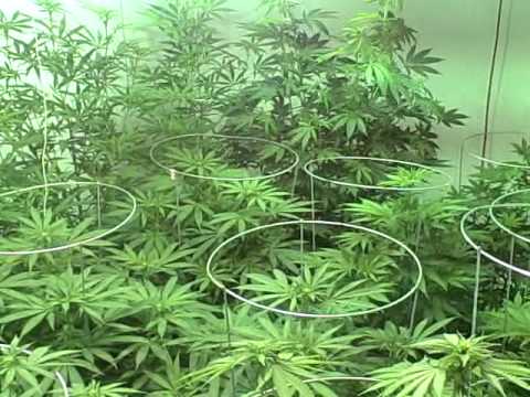 Growing Marijuana the Easy Way