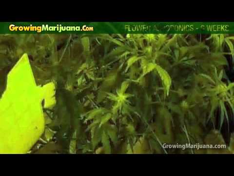 Growing Weed - Marijuana Plant In Aeroponics Set-up - 6 Weeks
