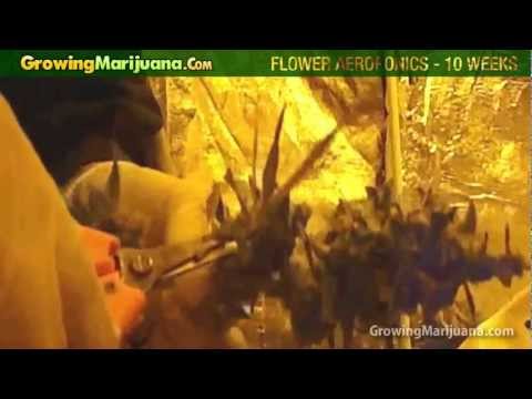 Growing Weed - Marijuana Plant In Aeroponics Set-up - 10 Weeks