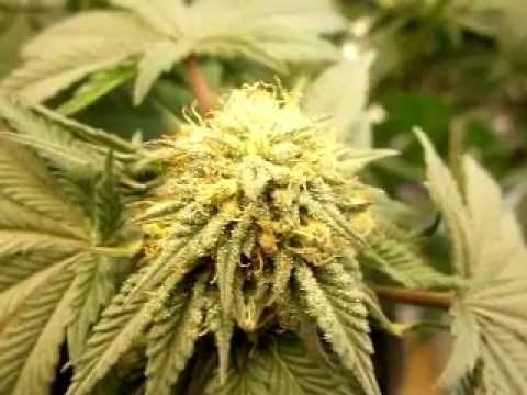 Growing Marijuana 8 weeks into Flower CFL Grow