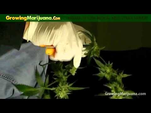 Growing Weed - Banana OG Kush Medical Marijuana Strain Harvest