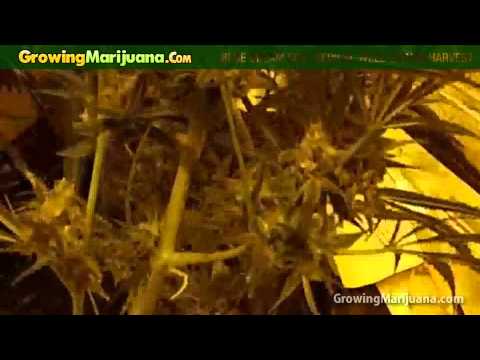 Growing Weed - Blue Dream Soil Medical Marijuana Strain Harvest