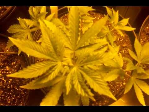 Medicinal Marijuana Day3 Flower organic Advanced Nutrients 1000watt