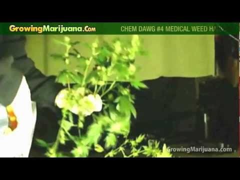 Growing Weed - Chem Dawg #4 Medical Marijuana Strain Harvest
