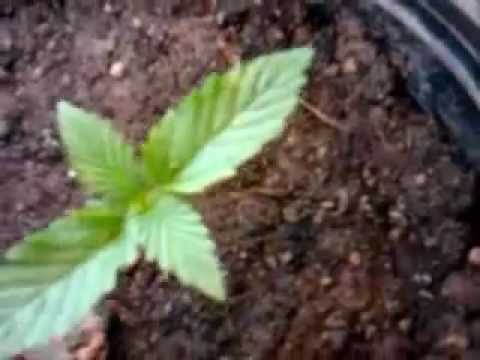 marijuana growing cfl 75watt (1 week and 1 day) part 1 (personal use)