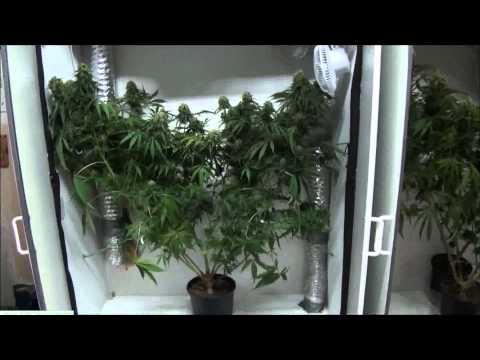 Indoor Closet Grow - Growing Marijuana Indoors