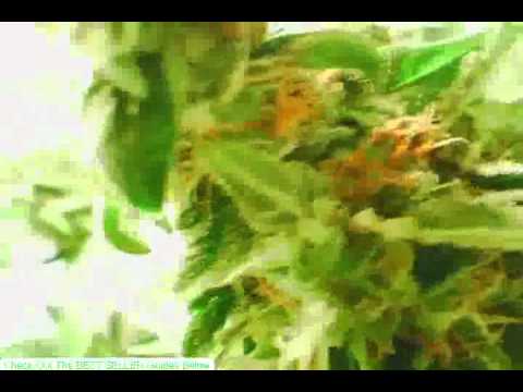Indoor Hydroponic Marijuana Grow 
