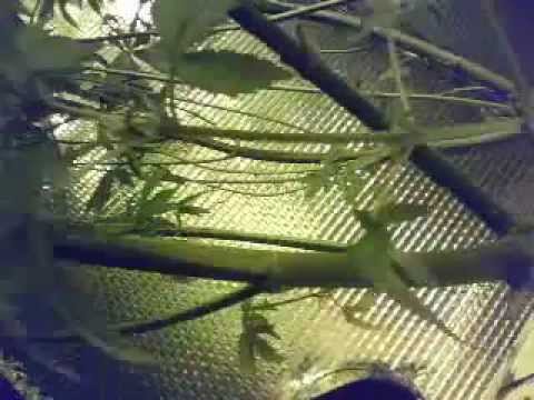 DWC 8 foot Marijuana plants week 4 of flower