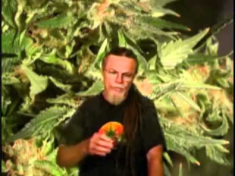 How To Grow Marijuana Flowering Tip Of The Day