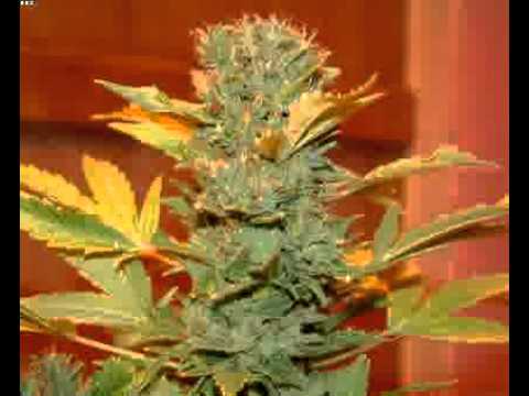 Newbies Guide To Growing Marijuana: The Ultimate Pot Guide!