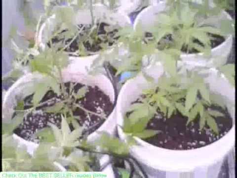 Growing marijuana - the lil tin shed - 2011grow pt.1