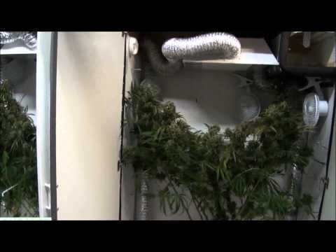 Weed Growing Closet - 1 Week from Harvest! Growing Marijuana Indoors!
