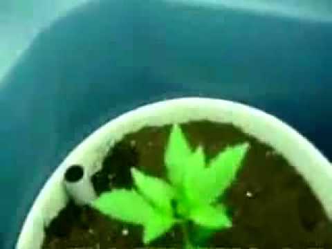 Growing Marijuana in a closet part (0)