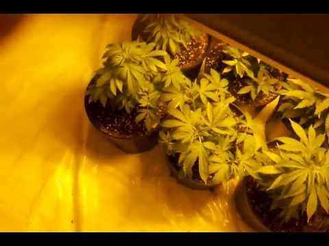 Medicinal Marijuana day 6 of flower 1000 watt grow 5 varieties of genetics