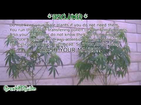 Outdoor: Male Plant Experiment