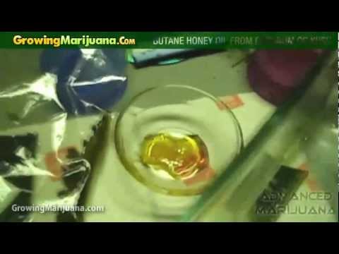 Growing Marijuana - Butane Honey Oil (BHO) From Platinum OG Kush