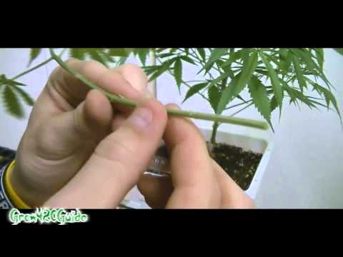 How to: Clone your Cannabis Plant