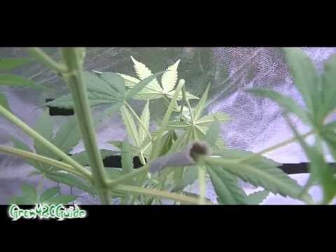 How to: Super Crop your Cannabis plant
