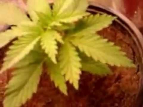 marijuana plant (2 & half weeks old CFL)