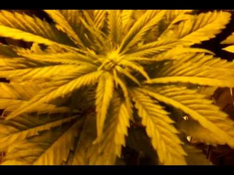 Medicinal Marijuana. Day 14 of flower. Fed yesterday, watered today..