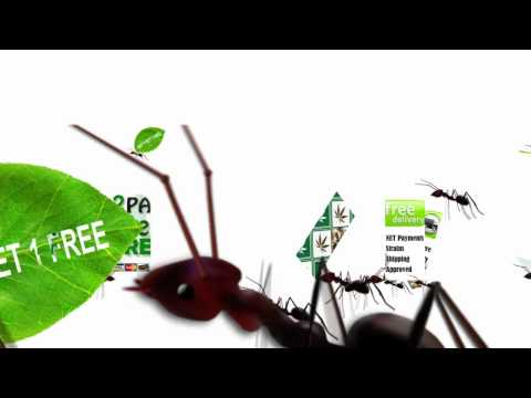CanadianSeedBank.ca - SPRING IS HERE!!! - Ant Commercial
