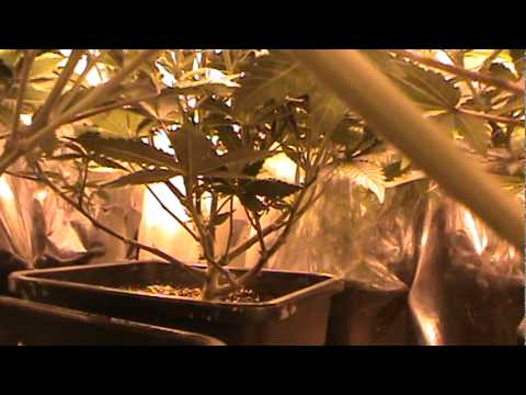 Medical Marijuana Grow Room (Before)
