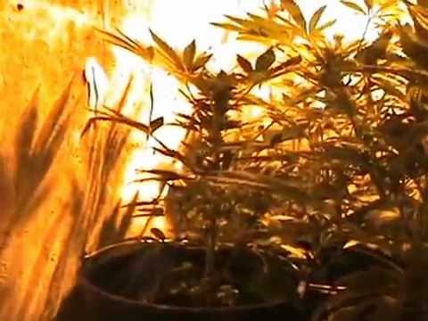 G13 Haze Strain Marijuana Week From Harvest Plus Clones Ready To Flower