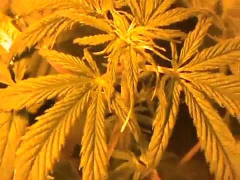 First G13 Haze Feminized Grow - Marijuana Growing Guide Tutorial