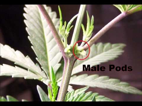 How To Sex Marijuana - Tell The Difference Between Male and Female Cannabis Plants HD CC