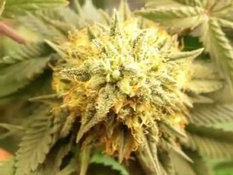 Growing Marijuana OG Kush 8 Weeks into Flower CFL Grow