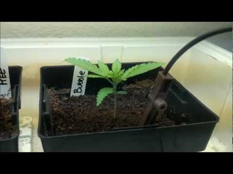 Grow Room - The beginning - Part 2