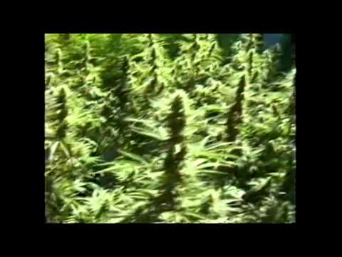 Just Say Grow (2/2) - A Beginner's Guide to Growing Marijuana