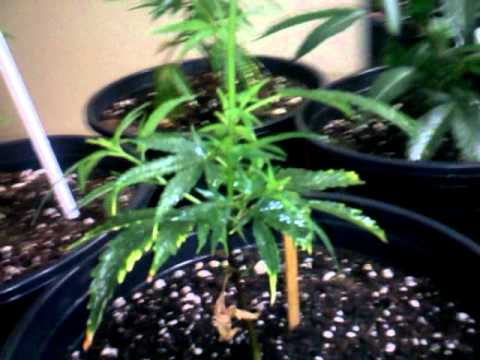First time marijuana grow