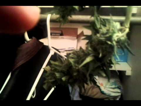 Medicinal Marijuana Grow, day after cut (Day 94)