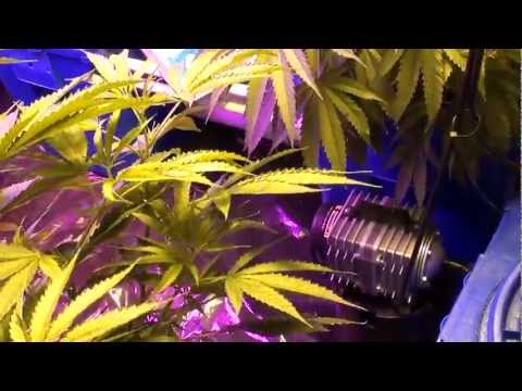 How to top medical marijuana plants - indoor 3K watt garden - HPS LED grow