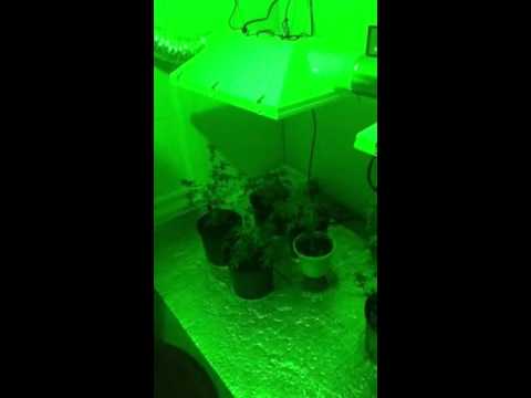 Medical marijuana grow room/two 400 watt Bigfoot hoods