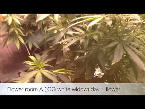 Medical Marijuana Flower Room A Day 1 ( OG Widow)